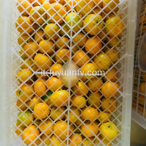 I mandarini sono direttamente dalla fabbrica